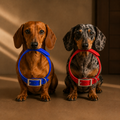 Waterproof TPU Dog Collar — 7 colors