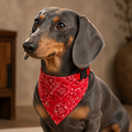 Triangular bandana for dogs